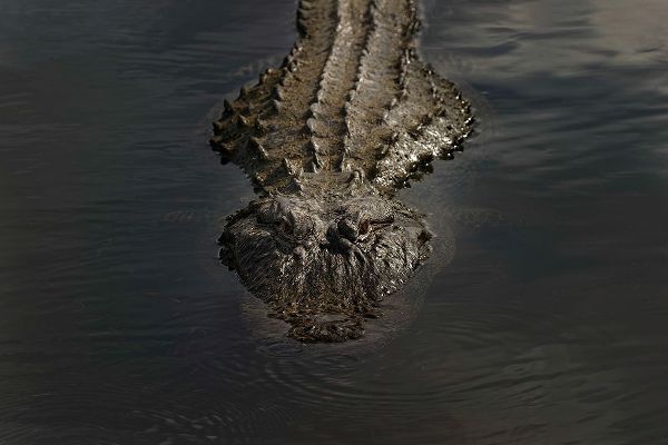 Jones, Adam 아티스트의 American alligator-Myakka River State Park-Florida작품입니다.